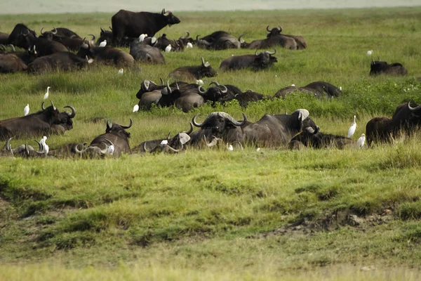 野牛在草丛中群居 — 图库照片