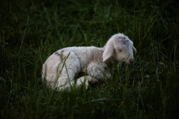 Moutons Domestiques Sur Pâturage — Photo