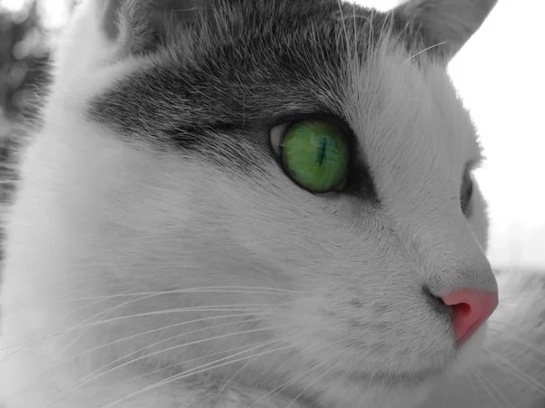Portré Egy Aranyos Macska — Stock Fotó