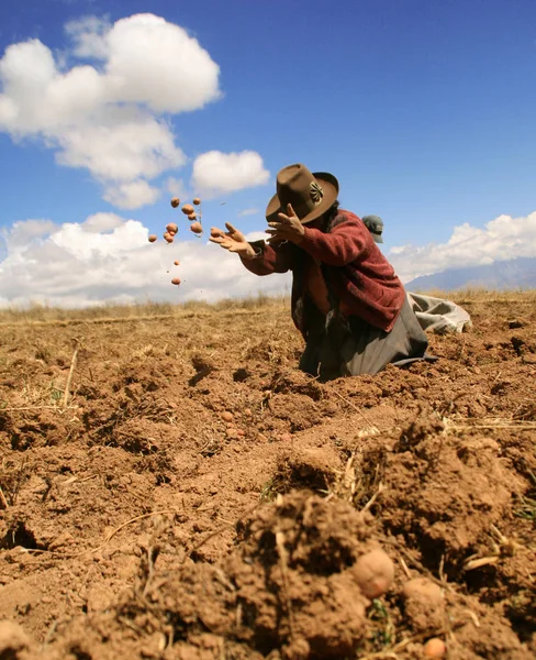 Cosecha Patata Los Andes — Foto de Stock