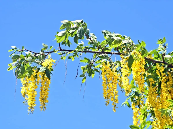 Laburnum Virágokkal Növény Természetben — Stock Fotó