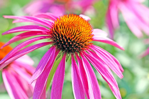 Feldflora Blütenblätter Sonnenhut — Stockfoto