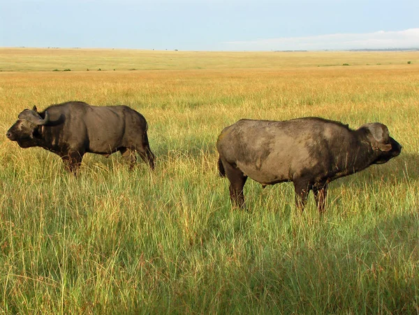 Hayvanat Bahçesi Savannah Bitkisinin Manzarası — Stok fotoğraf