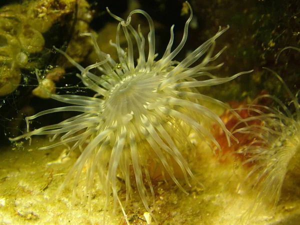 Szenischer Blick Auf Die Unterwasserwelt — Stockfoto