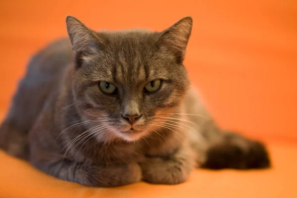 Retrato Gato Bonito — Fotografia de Stock