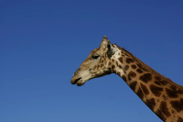 Bruine Giraffe Dieren Het Wild Flora Fauna Natuur — Stockfoto