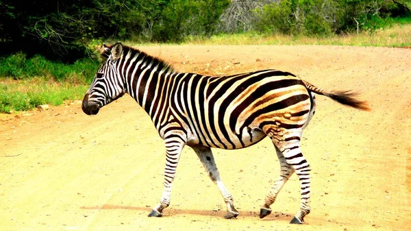 Uwaga Zebra Prawo Drogi — Zdjęcie stockowe