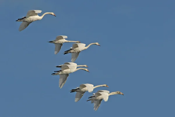 Aussichtsreiche Aussicht Auf Schöne Vögel Der Natur — Stockfoto