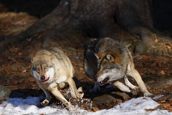 Visão Cênica Lobo Selvagem Natureza — Fotografia de Stock