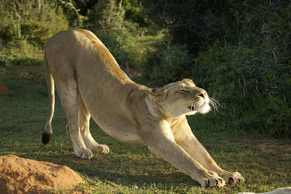 Cette Photo Été Prise Lors Une Tournée Chasse Dans Magnifique — Photo