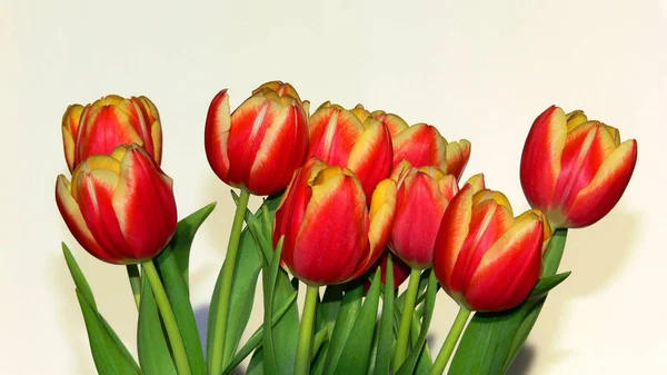 Belle Vue Sur Les Fleurs Tulipes Naturelles — Photo