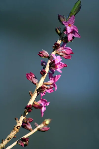 Mooi Botanisch Schot Natuurlijk Behang — Stockfoto