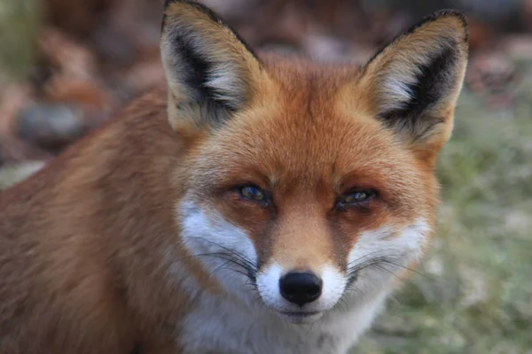 Close Red Fox Vulpes — Stock Photo, Image