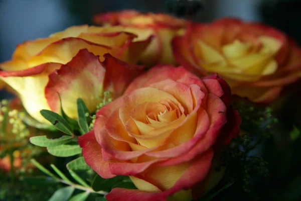 Vista Escénica Las Hermosas Rosas Florecientes — Foto de Stock