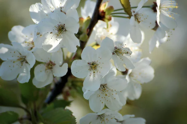 Vår Blomma Blommor Träd Körsbär Blomma — Stockfoto