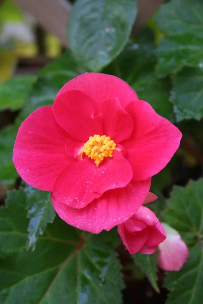 Begonia Prima Donna Rosa — Foto de Stock