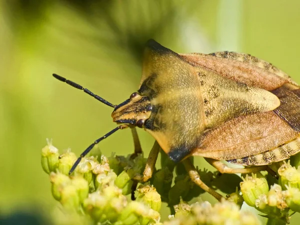 Primo Piano Bug Natura Selvaggia — Foto Stock