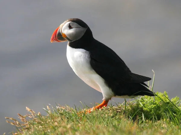 Festői Kilátás Gyönyörű Puffin Madár Természetben — Stock Fotó