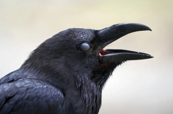 Picturesque Bird Theme Shot — Stock Photo, Image