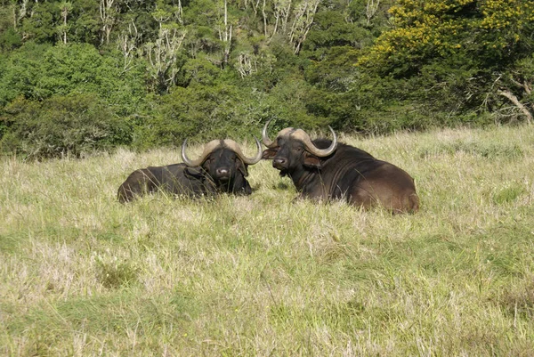 Éléphant Dans Savane Kenya — Photo