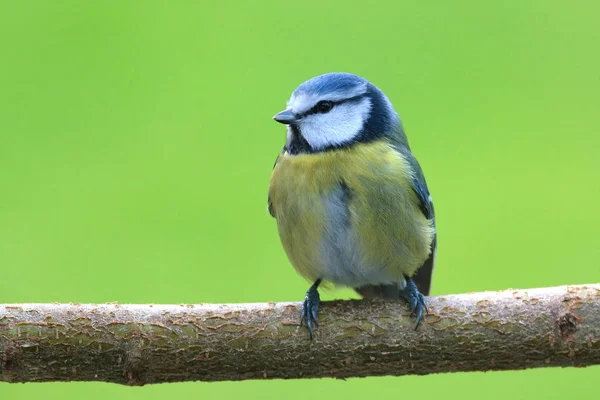 Schilderachtig Uitzicht Prachtige Titmouse Vogel — Stockfoto