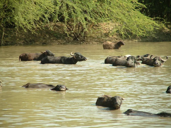 牧草地で水牛を捕獲し — ストック写真