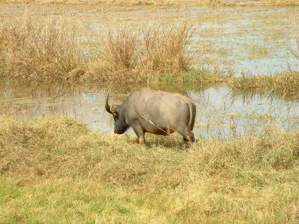 Naturskön Utsikt Över Landsbygden Selektivt Fokus — Stockfoto