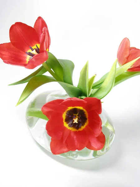 Beautiful View Natural Tulip Flowers Royalty Free Stock Images