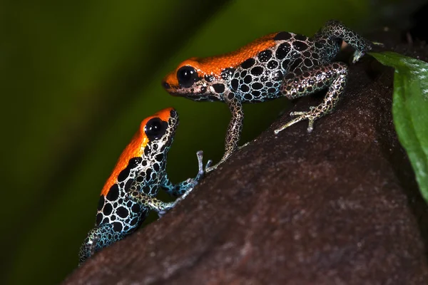 Žába Obojživelné Zvíře Ropucha — Stock fotografie