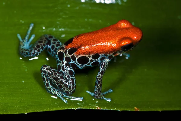 両生類の動物カエルの爬虫類 — ストック写真