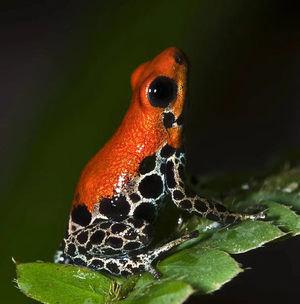Amphibian Animal Frog Reptile — Stock Photo, Image