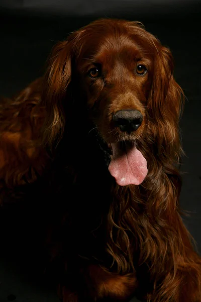 Hund Aaron Irischer Setter — Stockfoto