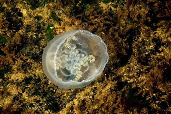 Medúzy Moře Pod Vodou Mořský Život Stvoření — Stock fotografie