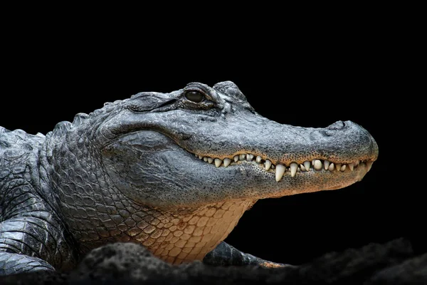 Alligatorkrokodildjur Amfibiskt Rovdjur — Stockfoto
