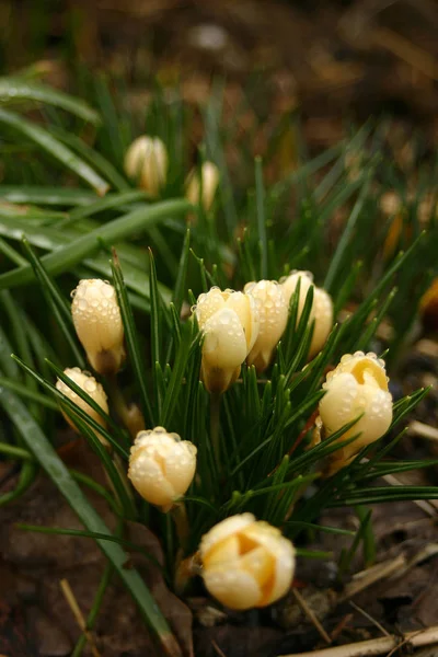 Kwiaty Krokusa Kwitnące Wiosenna Flora — Zdjęcie stockowe