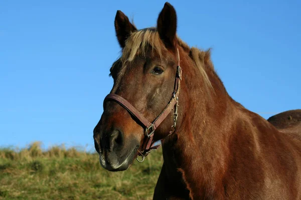 Niedliches Pferd Wilder Natur — Stockfoto