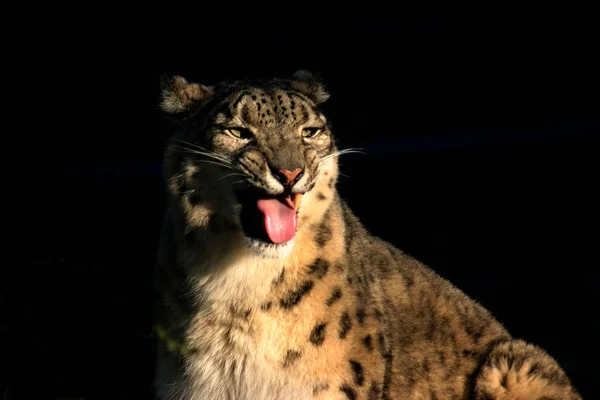 Gato Cheetah Animal Leopardo — Foto de Stock