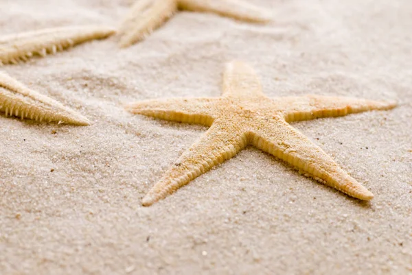 Marine Starfish Aquatic Creature — Stock Photo, Image