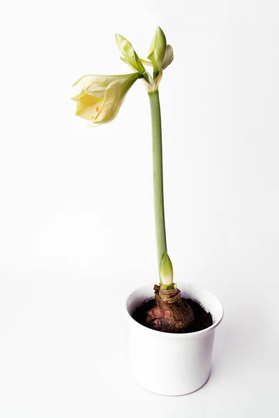 Amaryllis Flores Pétalas Flora — Fotografia de Stock