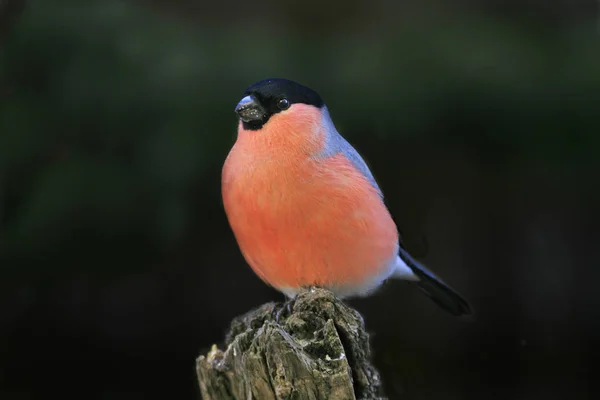 Γραφική Θέα Της Bullfinch Στην Άγρια Φύση — Φωτογραφία Αρχείου