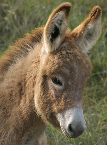 Cute Horse Wild Nature — Stock Photo, Image