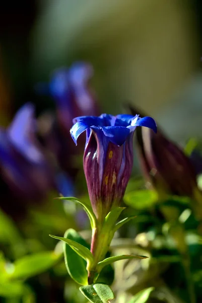 Çayır Tarlasında Gentian Çiçekleri — Stok fotoğraf