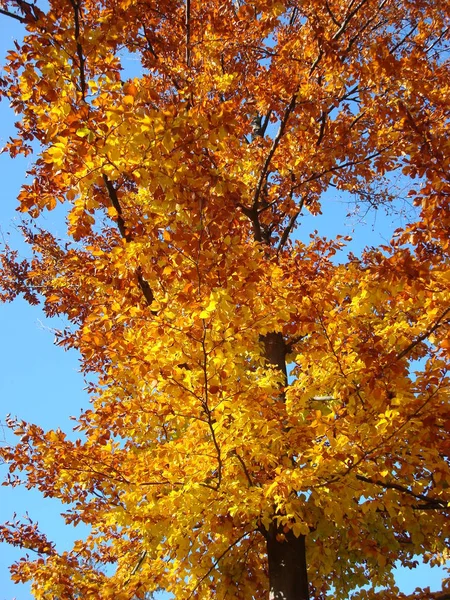 Autumn Tree Yellow — 图库照片