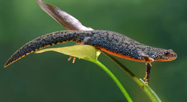 Salamandr Zvíře Plazi Ještěrka — Stock fotografie