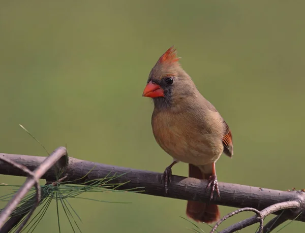 Nördlicher Kardinal Cardinalis Cardinalis — Stockfoto