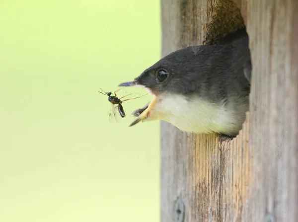 Hirondelle Bicolore Avec Nourriture — Photo