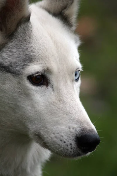 Porträt Eines Süßen Hundes — Stockfoto