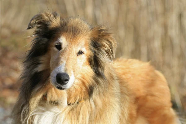 Portret Van Een Schattige Hond — Stockfoto