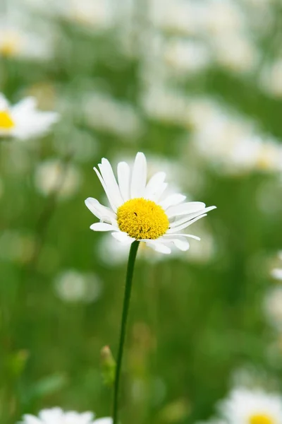 Margherita Piena Fioritura — Foto Stock