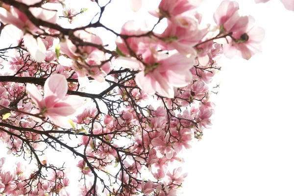 Fiore Magnolia Fiore Fiori — Foto Stock